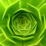 Green Succulent 1-1174175-640x640